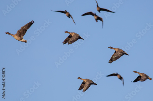 Geese flying in the autumn with a blue sky