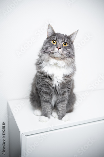 portrait of an adorable fluffy blue tabby white maine coon cat sitting on cupboard looking at camera © FurryFritz