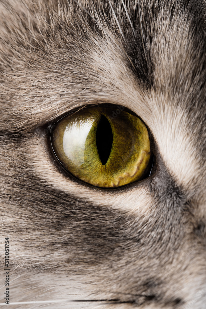Yellow cat eye extreme macro shot. look accurately and directly to the goal. 