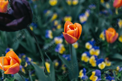pomaranczowy-tulipan-na-lace