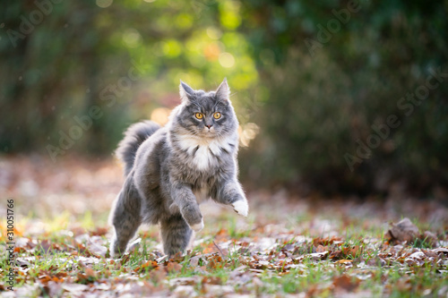 blue tabby maine coon cat outdoors running on grass with autumn leaves looking at camera curiously