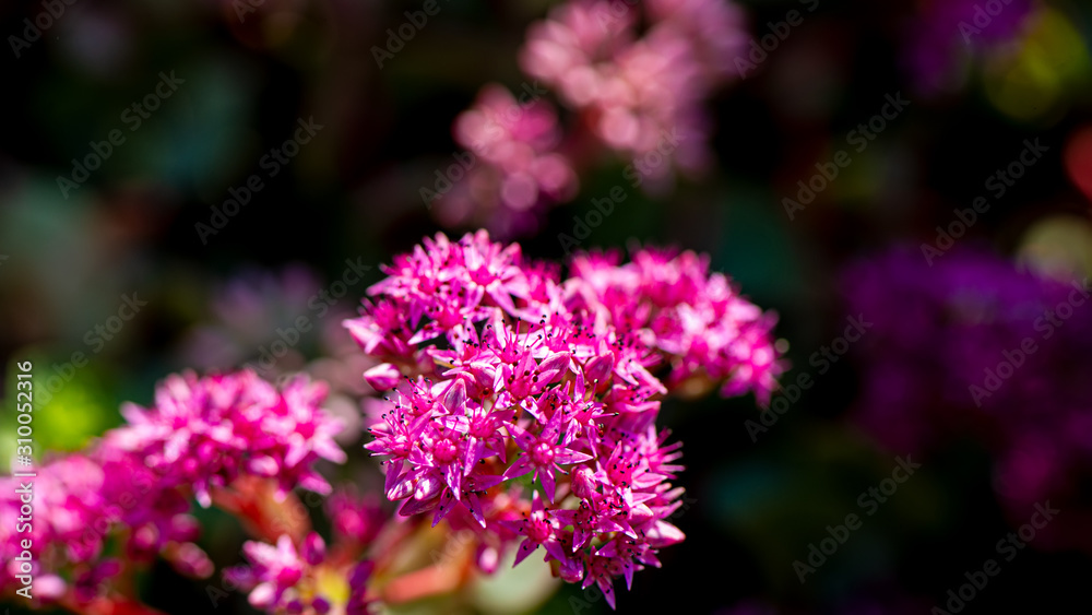 Summer pink decorative blooming flowers on a dark background in the garden. Summer pink decorative blooming flowers on a dark background in the garden.