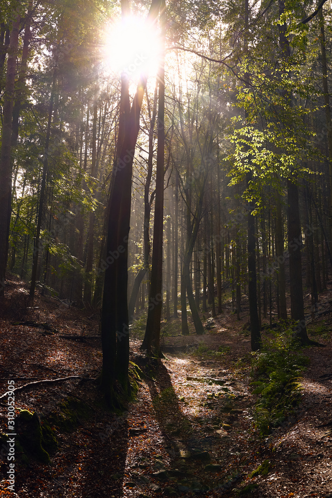 Fototapeta premium Lichtstralen im Wald