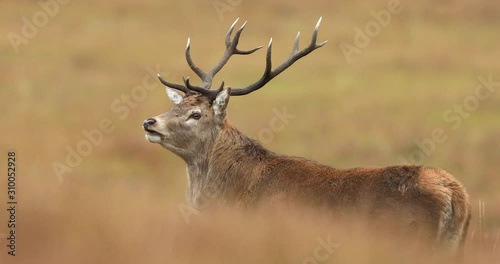 Red deer in Jura Island, Scotland
