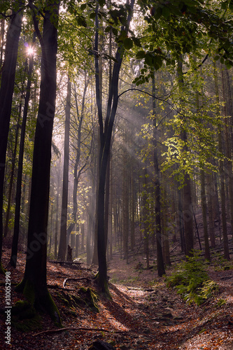 Lichtstralen im Wald © Paul Köpler
