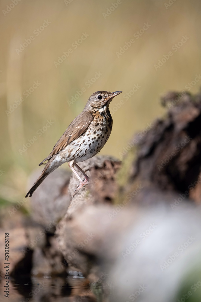 The Song Thrush or Turdus philomelos is sitting at the waterhole in the forest Reflecting on the surface Preparing for the bath Colorful backgound with some flower The Song Thrush or Turdus philomelos is sitting at the waterhole in the forest Reflecting on the surface Preparing for the bath Colorful backgound with some flower