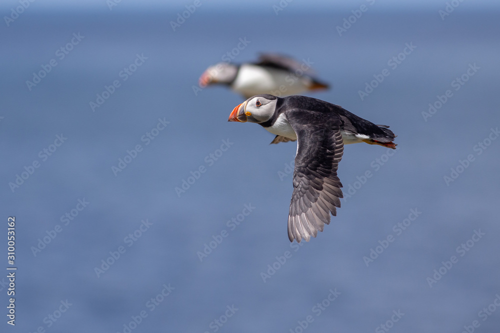 Two puffins flying next to each other with the blue ocean on the background Two puffins flying next to each other with the blue ocean on the background