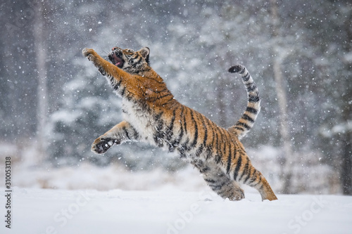 The Siberian Tiger  Panthera tigris tigris is running in the snow  in the background with snowy trees