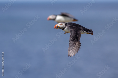 Two puffins flying next to each other with the blue ocean on the background © Johan van Beilen
