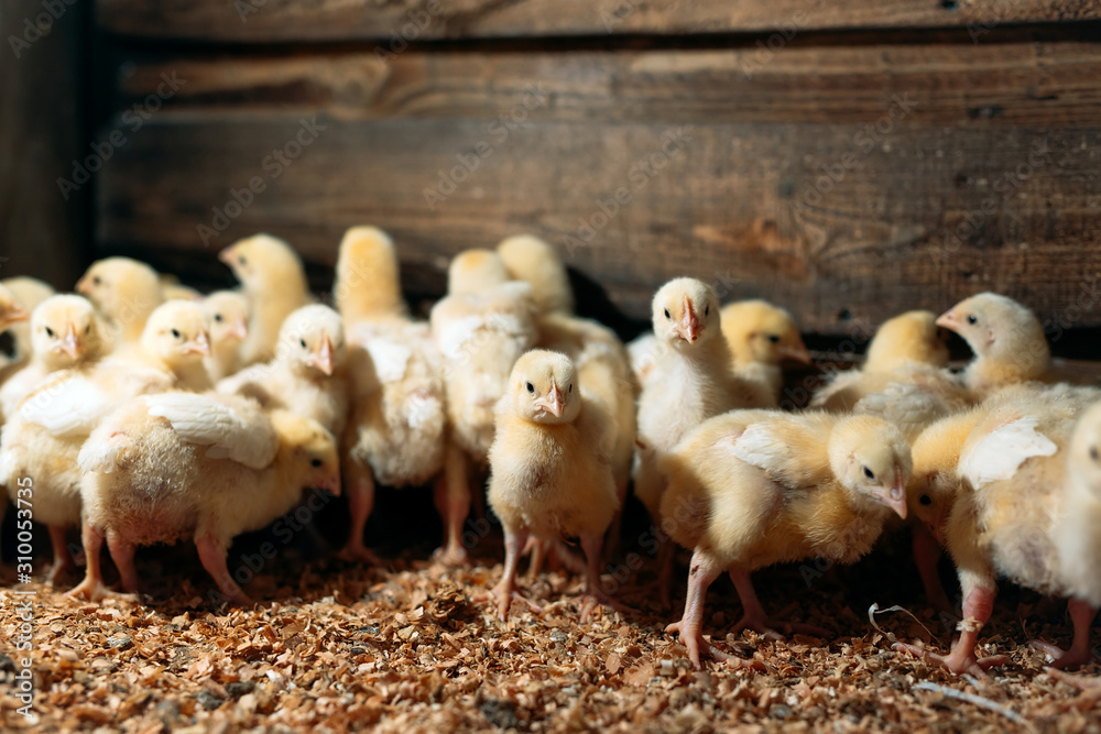 Broiler Chicken Chicks at the poultry farm. Broiler Chicken Chicks at the poultry farm.