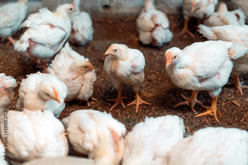 Canvas Print White broiler Chicken at the poultry farm.