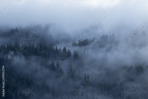 A moody, cloudy mountain forest