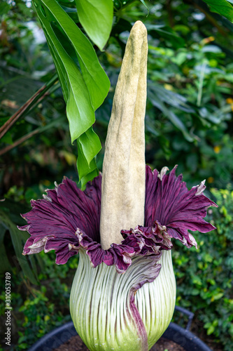 Titanwurz Botanischer Garten Zürich  photo