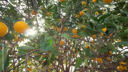Sun shines through the branches of an orange tree. Two in one handheld shot of ripe citrus fruit in a tropical orchard. Bright orange citrus contrasts with green leaves in a Florida tangerine grove.
