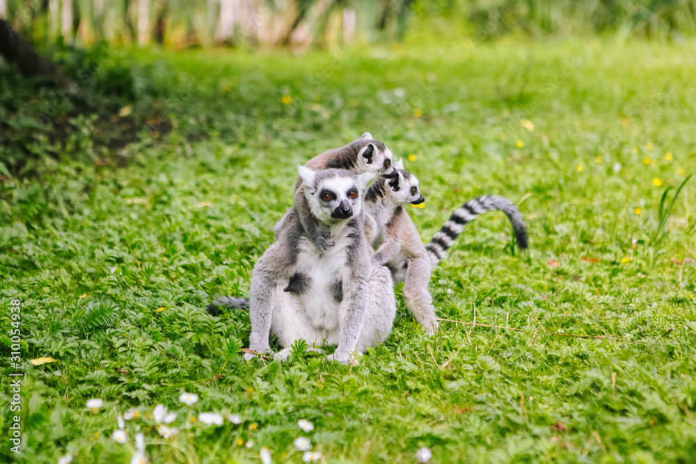 Family of ring-tailed Lemur sit on the trgrass . Lemur catta looking at camera. Beautiful grey and white lemurs. African animals in the zoo Family of ring-tailed Lemur sit on the trgrass . Lemur catta looking at camera. Beautiful grey and white lemurs. African animals in the zoo