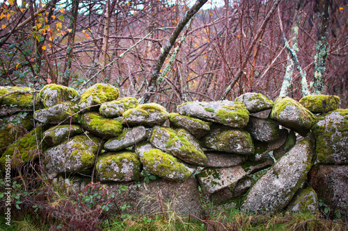 Muro con musgo de los bosques gallegos.