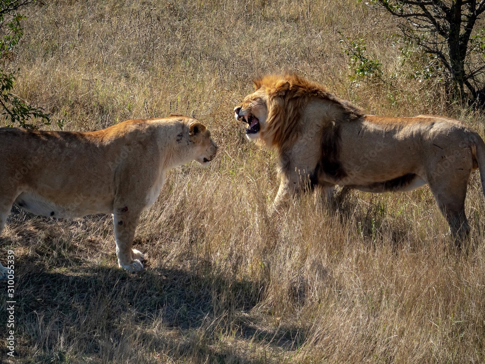 A lion roars at a lioness in the dry grass in a shroud. A lion roars at a lioness in the dry grass in a shroud.