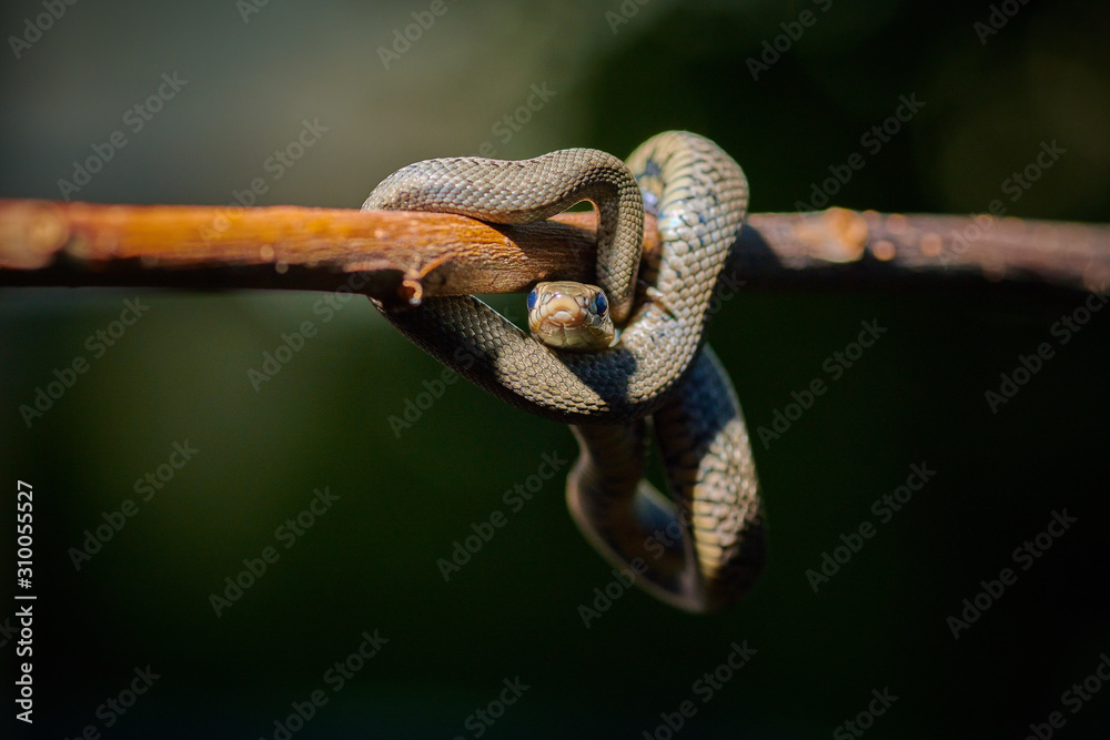 Black young small snake viper python natrix hanging on a branch on isolated background macro Black young small snake viper python natrix hanging on a branch on isolated background macro