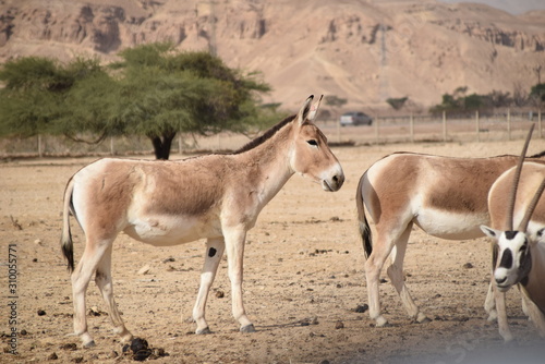 herd of wild horses