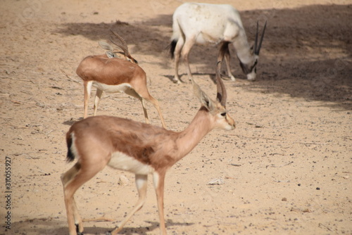 impala in israel