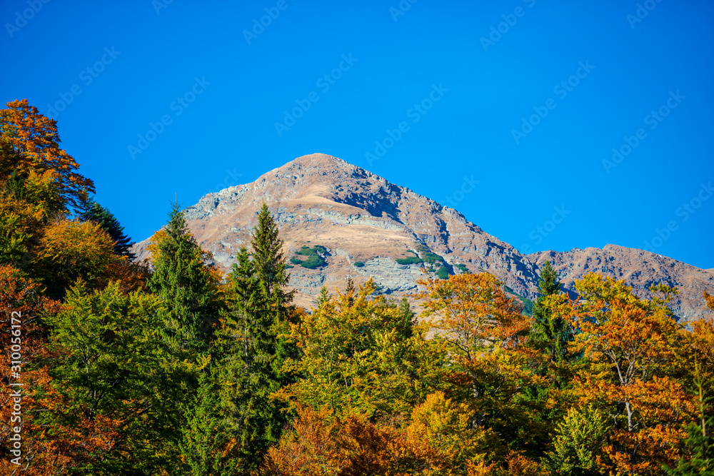 Forest autumn landscape