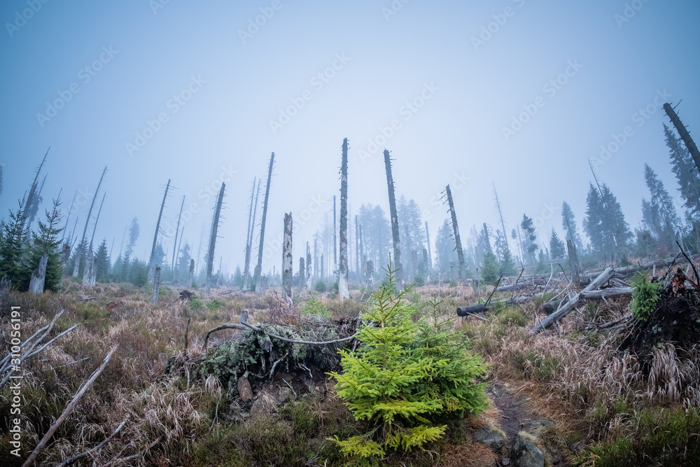 Toter Wald