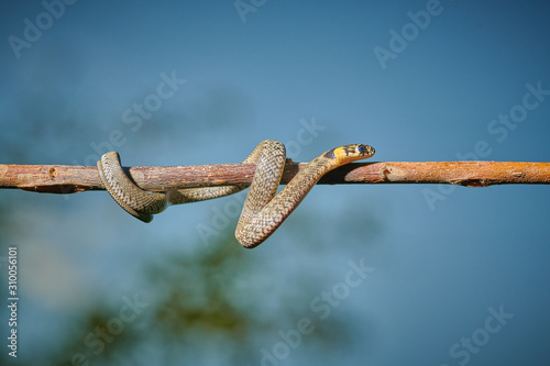 Black young small snake viper python natrix hanging on a branch on isolated background macro