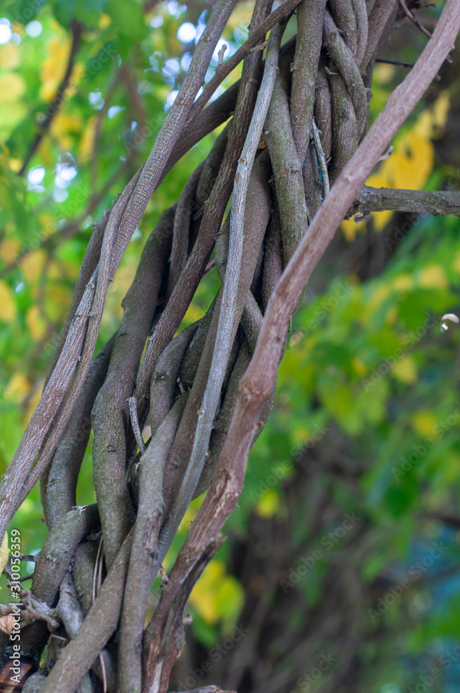 green small tree in nature forest garden green small tree in nature forest garden