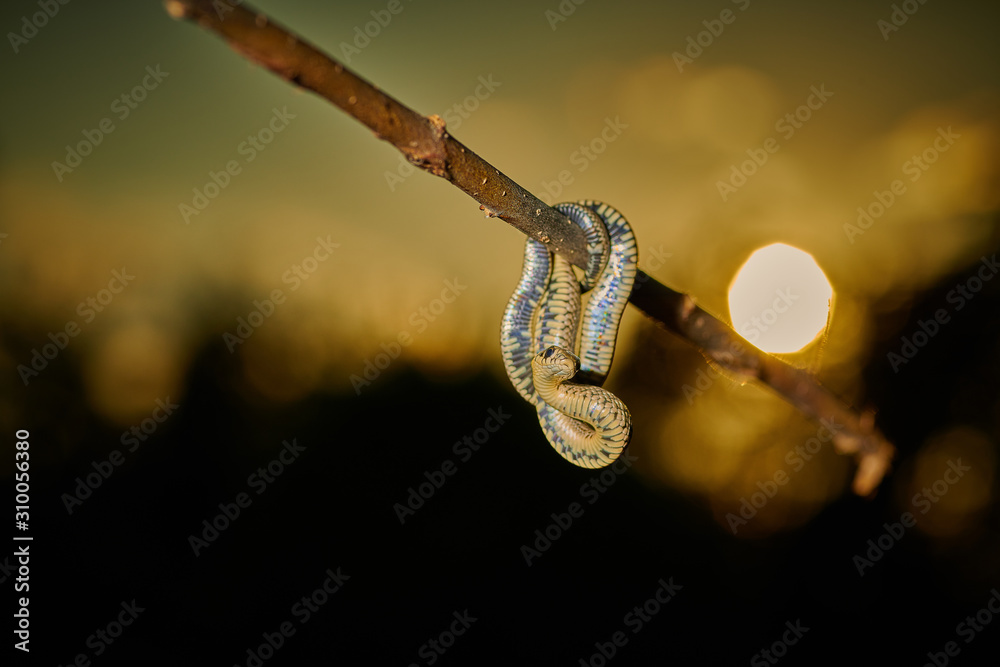 Black young small snake viper python natrix hanging on a branch on isolated background macro Black young small snake viper python natrix hanging on a branch on isolated background macro