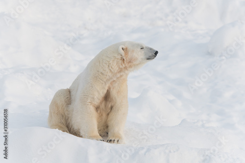 Cute calm polar bear sitting on white snow with closed eyes