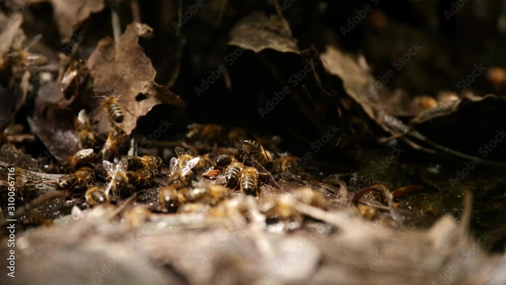 swarm of bees flying and drinking water in the field in spring at sunset swarm of bees flying and drinking water in the field in spring at sunset