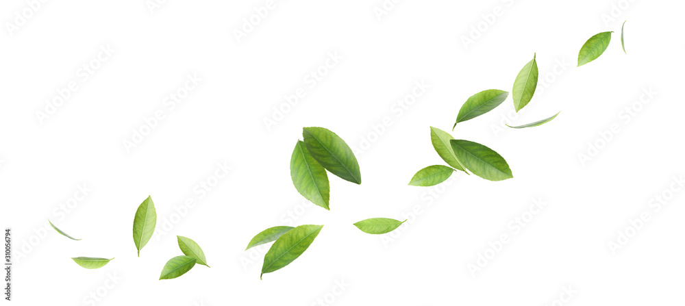 Fresh green citrus leaves on white background