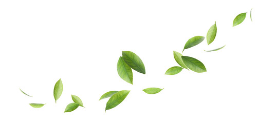 Fresh green citrus leaves on white background