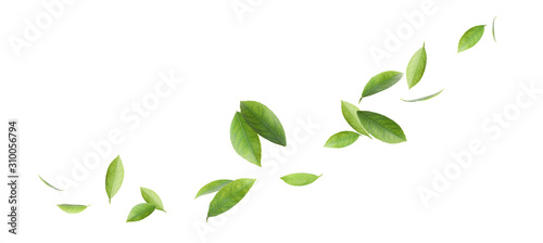 Fényképezés Fresh green citrus leaves on white background