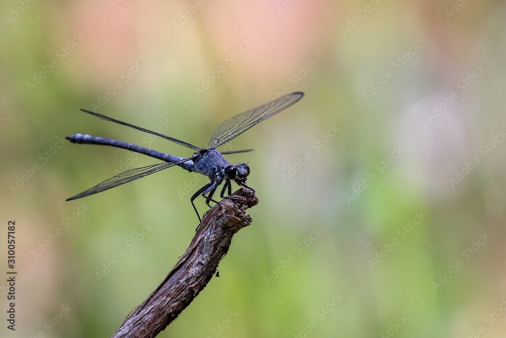dragonfly on leaf dragonfly on leaf