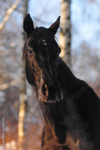 Black horse winter portrait with frozen whiskers