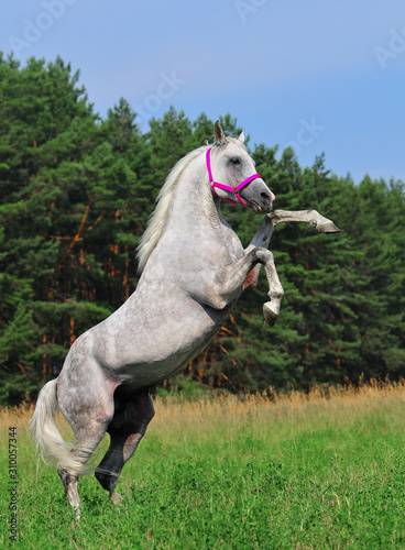 Rearing grey dappled arabian horse in green field