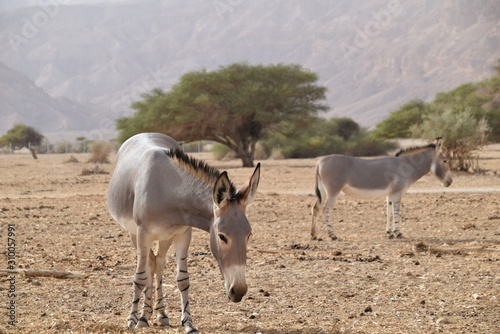 antelope in israel