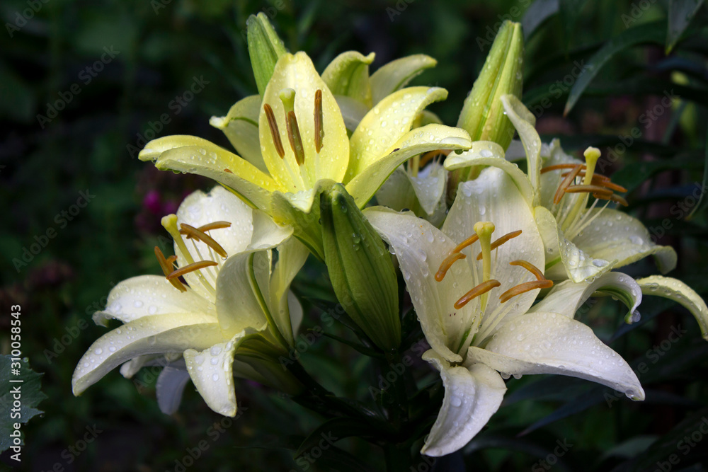 Fototapeta premium Beautiful white-green lily grows in the garden in summer. Blooming tender white lily after the rain, a lot of drops, flowers background