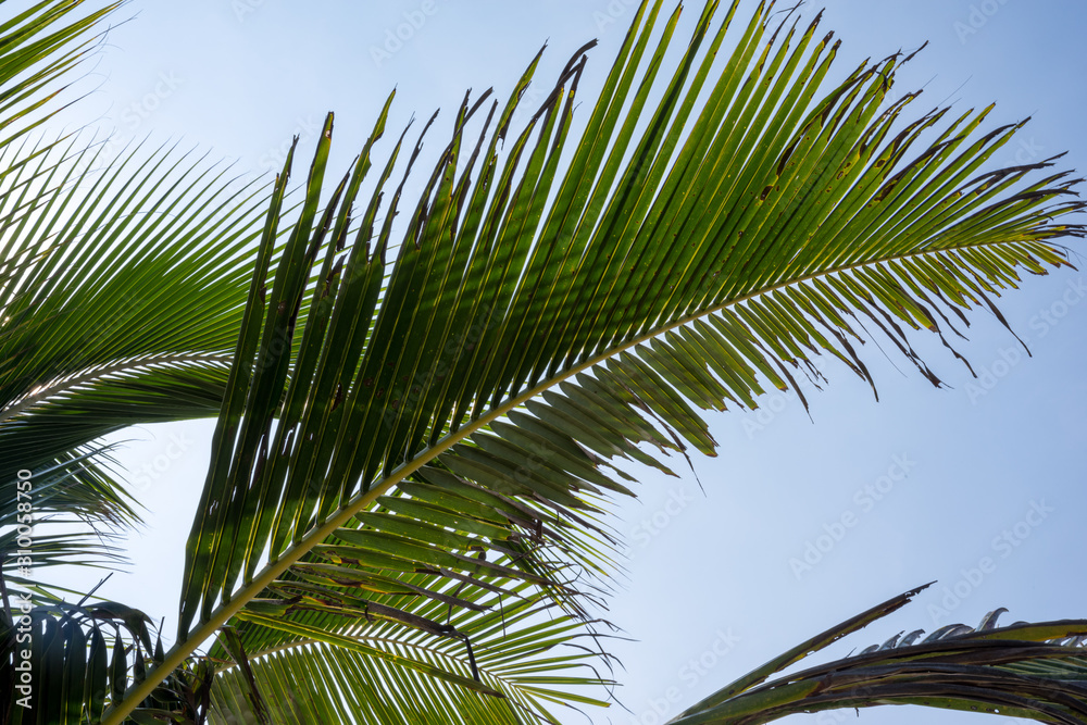 Fototapeta premium Palm tree and the sun