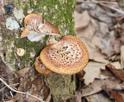 Tablou pe pânză Bracket fungus on tree