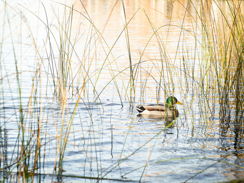 mallard duck male swimming in a lake