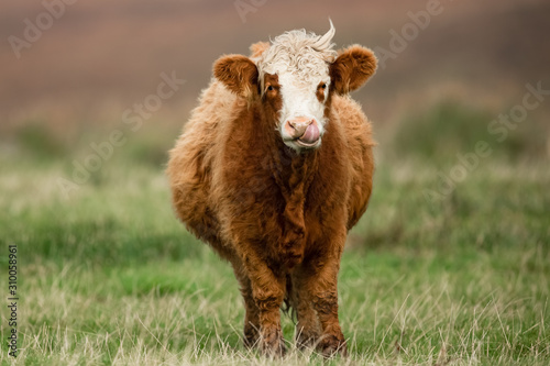 Scottish cow in a meadow © AB Photography