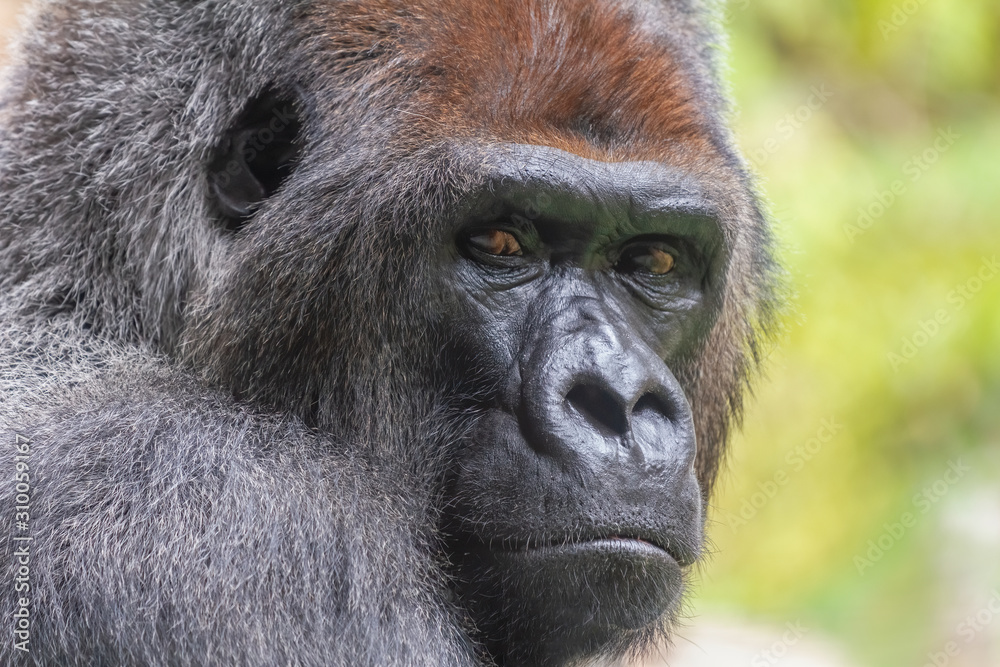 Face of a silverlplated gorilla in the jungle. African wild animal. Face of a silverlplated gorilla in the jungle. African wild animal.