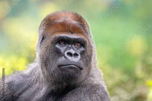 Face of a silverlplated gorilla in nature. African wild animal.