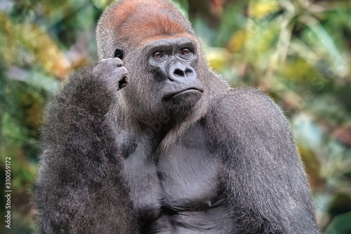 Gorilla of silverylpada posing in the nature. African wild animal. © Soonios Pro