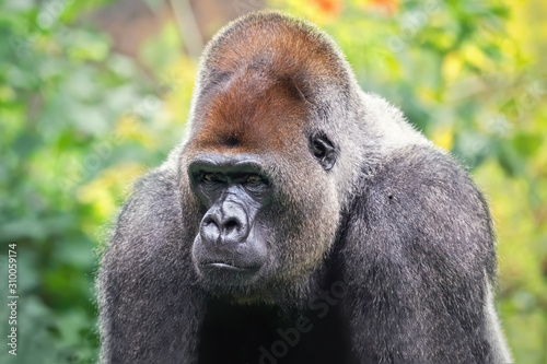 Silverlpad gorilla in the jungle. African wild animal © Soonios Pro