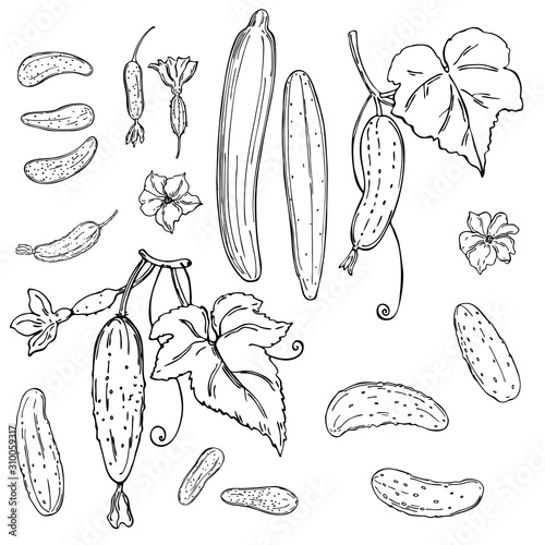 Hand drawn cucumber with leaves and flowers. Vector sketch  illustration.