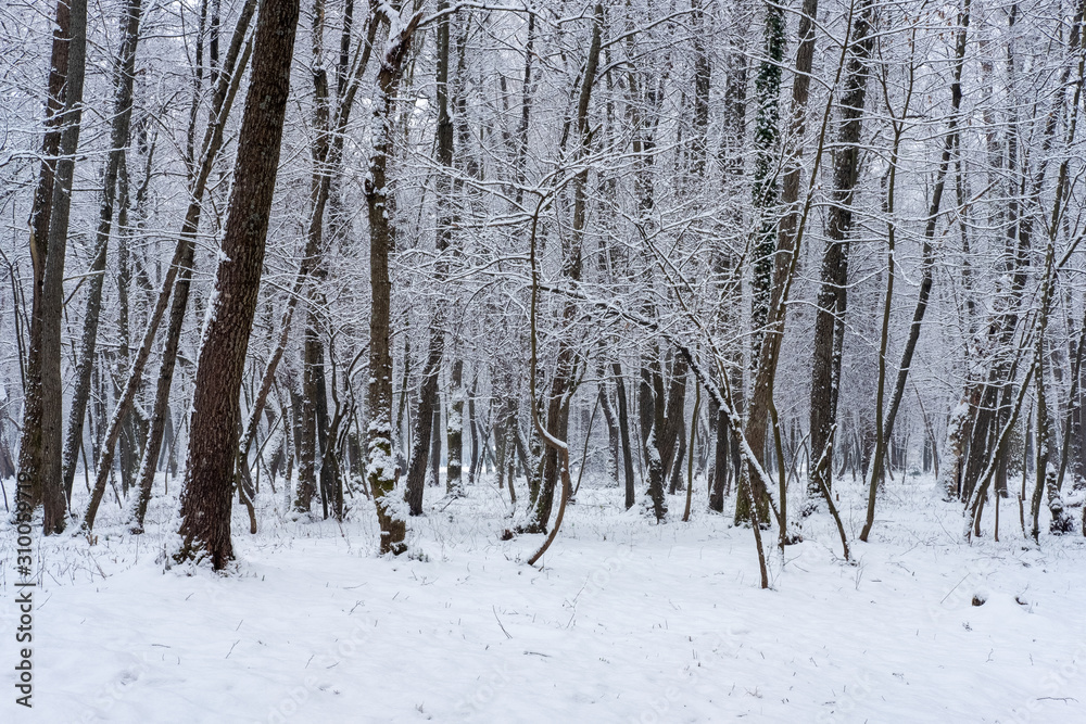 Fototapeta premium Nice winter day in the park. Winter day in the forest.
