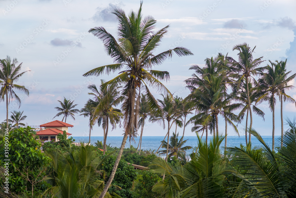 Fototapeta premium Jungle and Indian ocean view